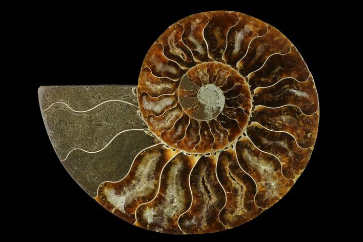 Agatized Ammonite Fossil (Half) - Madagascar #139668